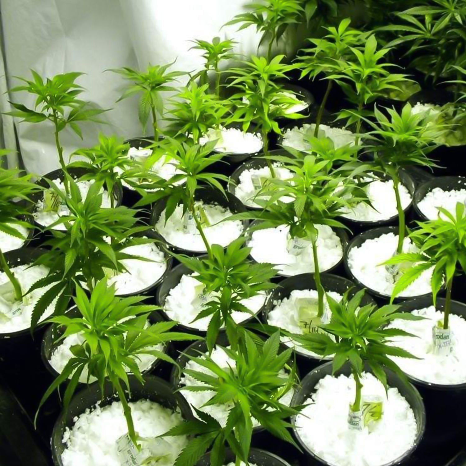 PureGrow Perlite PureGrow Perlite
